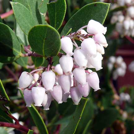 arctostaphylos_densiflora_howard_mcminn3 arctostaphylos_densiflora_howard_mcminn3