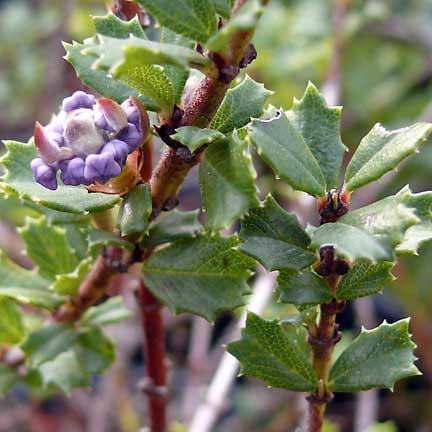ceanothus_blue_jeans2