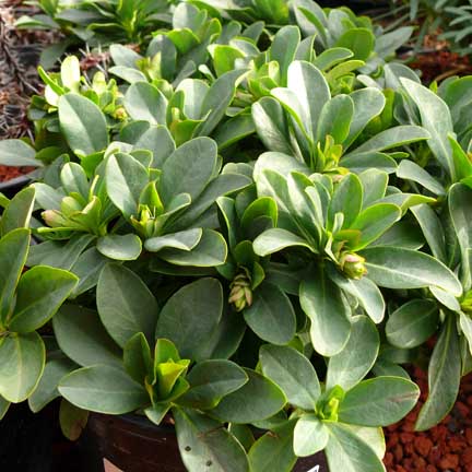 euphorbia_amygdaloides_robbiae2