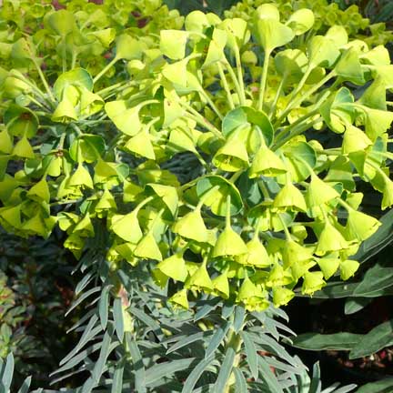 euphorbia_characias_wulfenii3