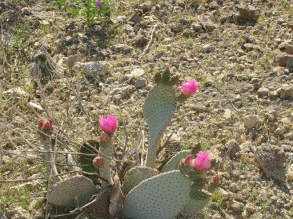 hike 3-24-10 023