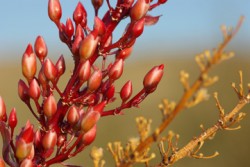 ocotillo buds