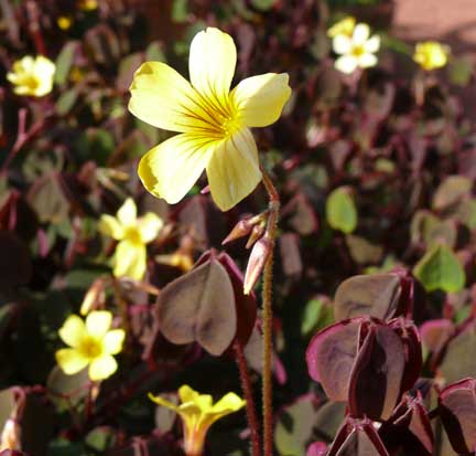oxalis_vulcanicola_coppertones