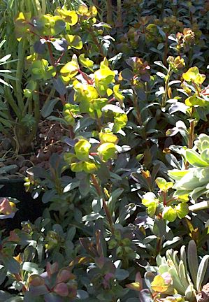 purple wood spurge