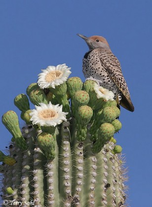 Gilded Flicker Gilded Flicker