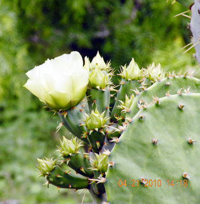 P_pg1_4_28_tom_shelton_flower P_pg1_4_28_tom_shelton_flower