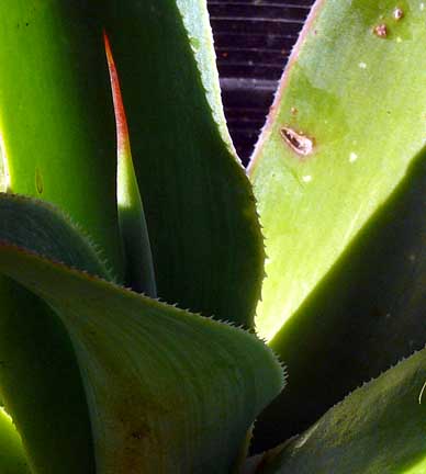 agave_blue_flame agave_blue_flame