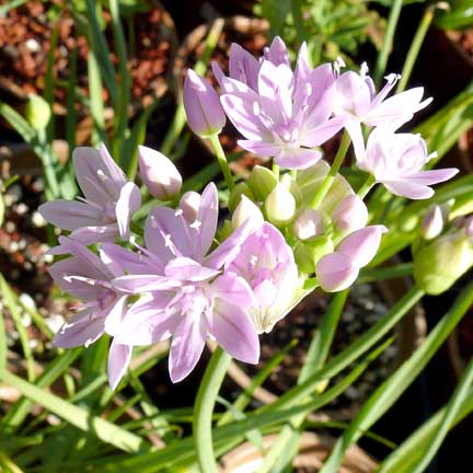 allium_unifolium3 allium_unifolium3