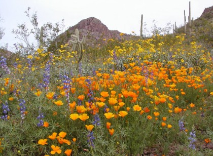 body_poppies-and-lupine_1 body_poppies-and-lupine_1