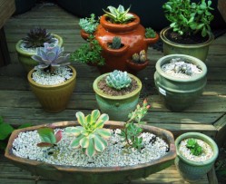 succulentcontainers