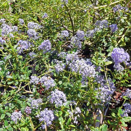 ceanothus_tilden_park ceanothus_tilden_park