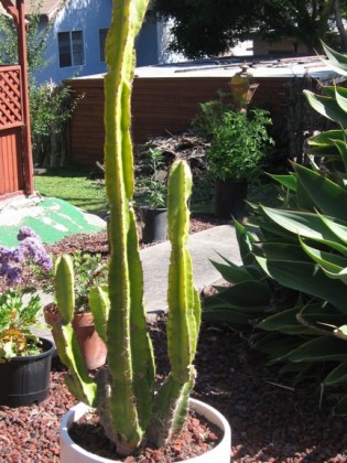 Cactus-3