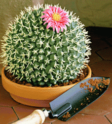 CactusPrty