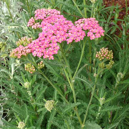 achillea_paprika