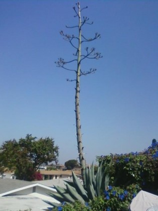 agave