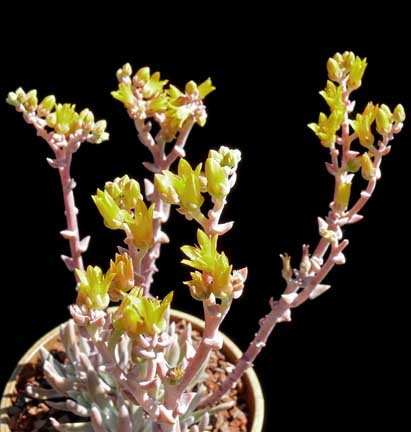 dudleya_setchellii3