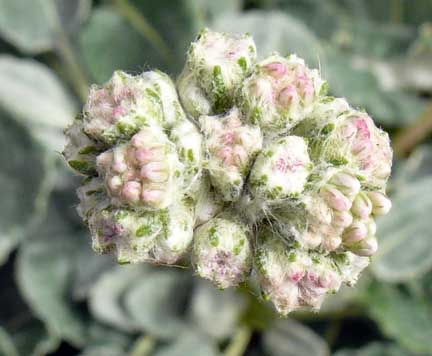eriogonum_latifolium_buds