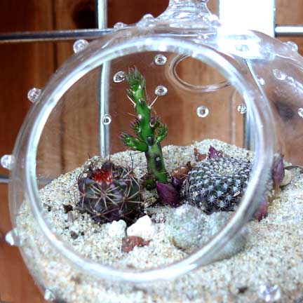ians_terrarium1