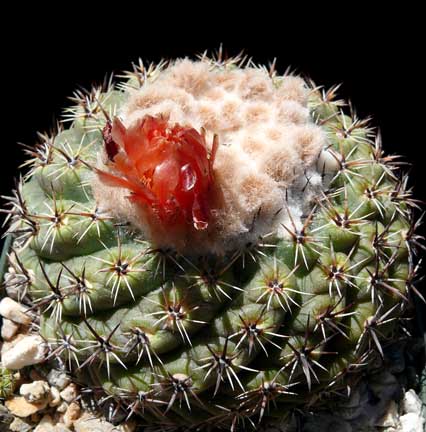 parodia_subterranea