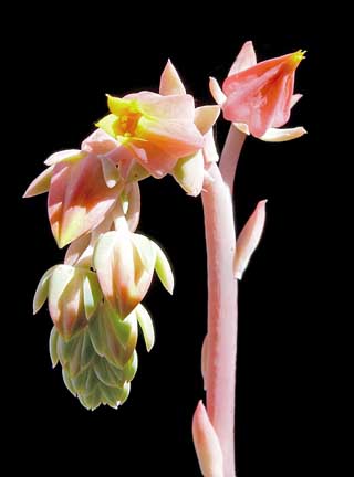 echeveria_imbricata_blooms