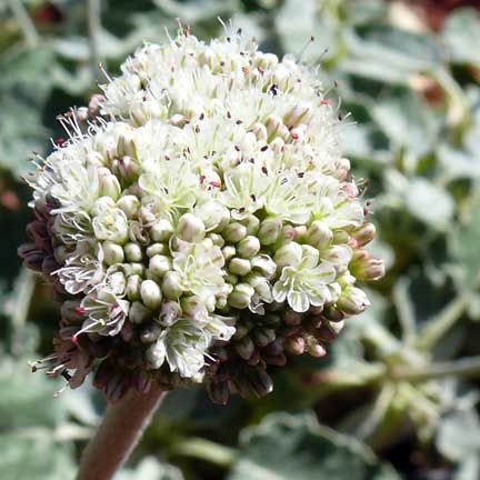 eriogonum_latifolium_blooms