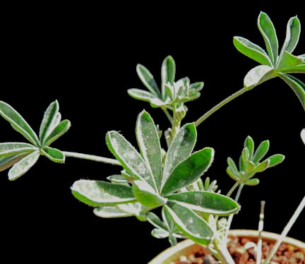 lupinus_albifrons2