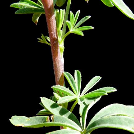 lupinus_arboreus6