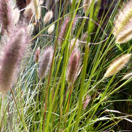 pennisetum_messiacum_red_bunny_tails2