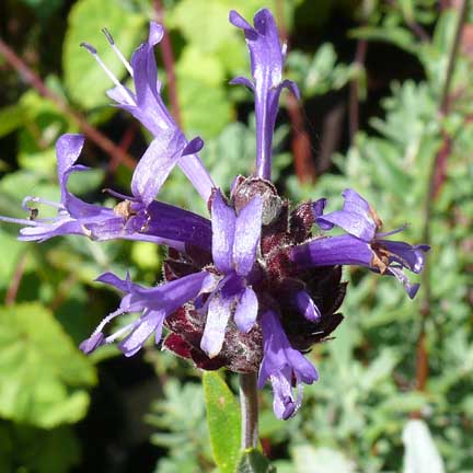 salvia_winifred_gilman3