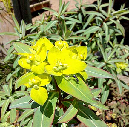 euphorbia_excalibur