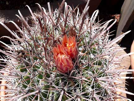 ferocactus_gracilis_ssp_coloratus5