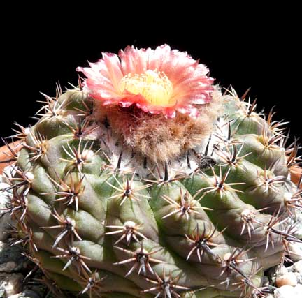 parodia_subterranea2