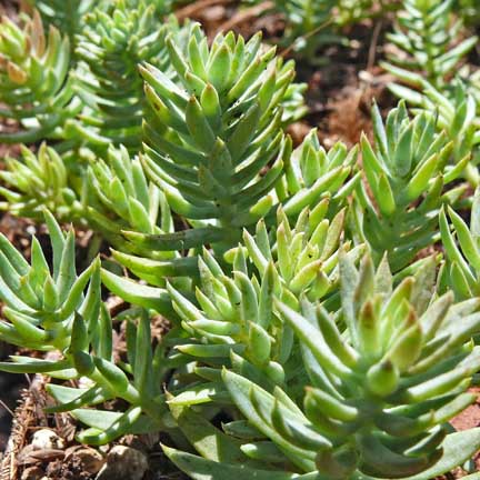 sedum_lineare