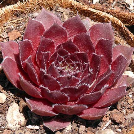 sempervivum_red_rubin
