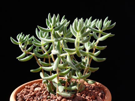 trichodiadema_decorum