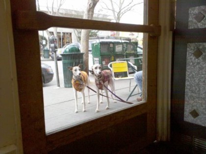 whippet_dogs