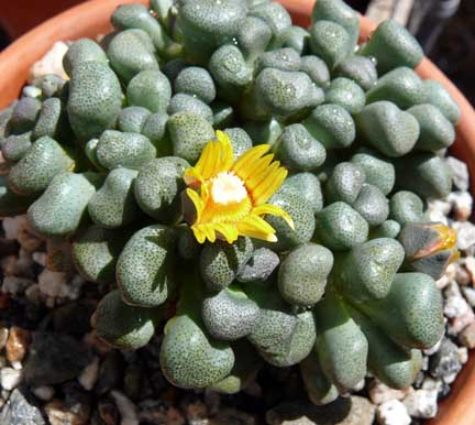 aloinopsis_schooneesii_bloom2