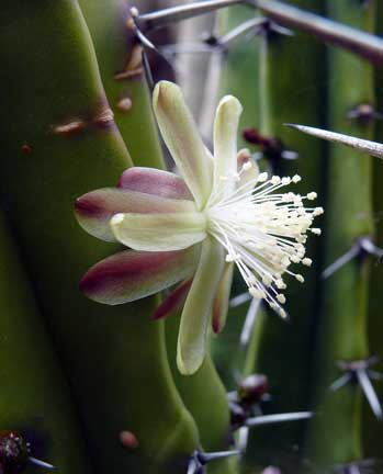 myrtillocactus_geometrizans_bloom2