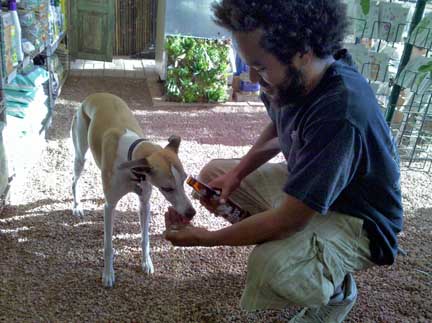whippets_drink_beer1