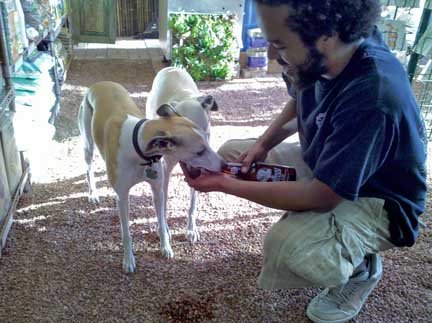 whippets_drink_beer2