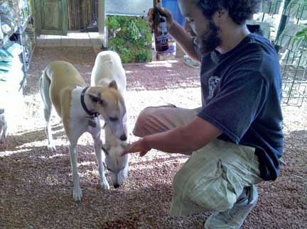 whippets_drink_beer3