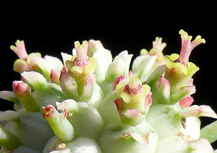 euphorbia_mammillaris_variegata2
