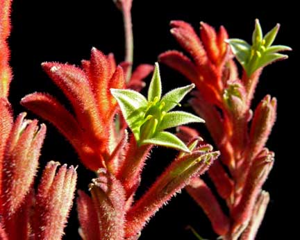 anigozanthos_bush_ranger