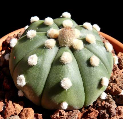 astrophytum_asterias3