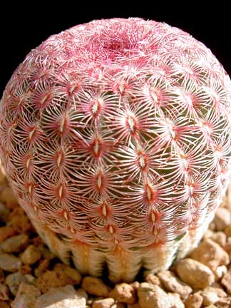 echinocereus_pectinatus_v_rubispinus