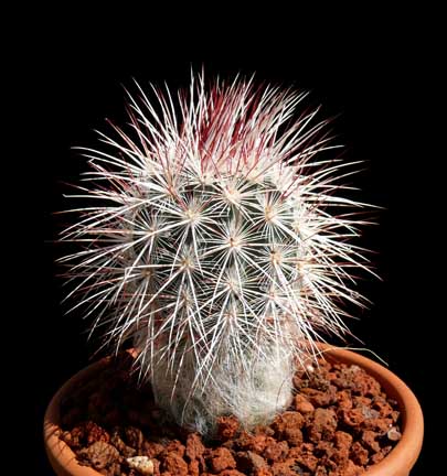 echinocereus_viridiflorus_chloranthus