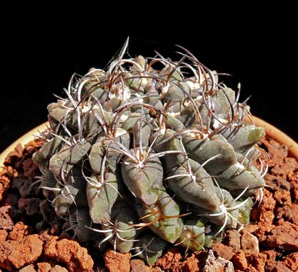 eriosyce_occulta6