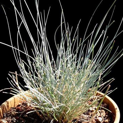 festuca_idahoensis_siskiyou_blue