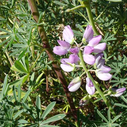 lupinus_arboreus5