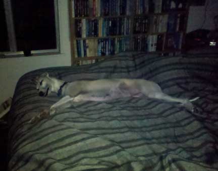 night_whippet